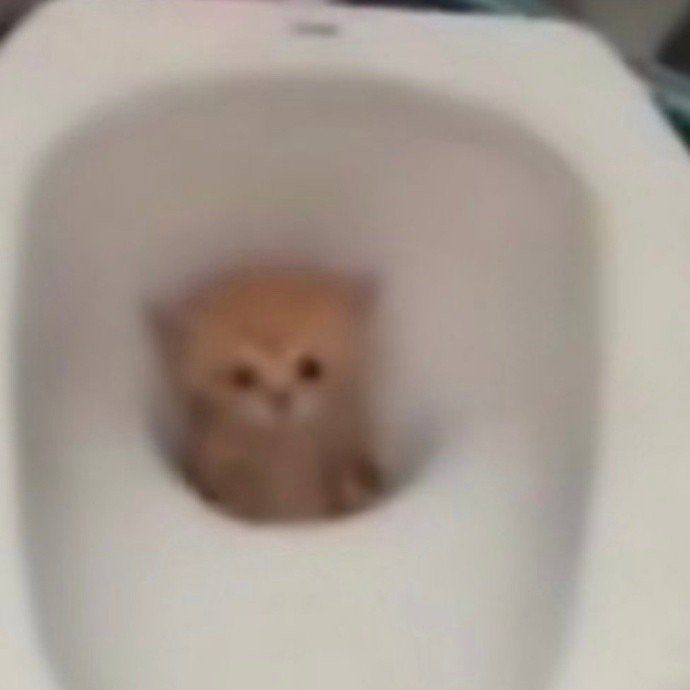 Create meme: the cat in the toilet , The cat fell into the toilet, The cat is in the toilet