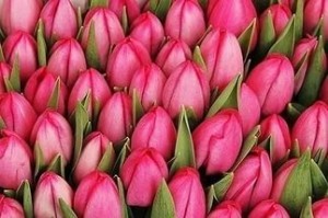 Создать мем: на 8 марта, tulip, 3 тюльпана