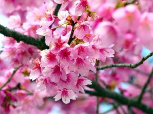 Create meme: Good morning friends, Sakura pictures for your phone, Sakura Japanese cherry