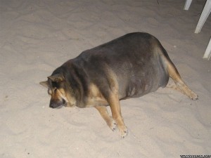 Создать мем: толстая немецкая овчарка, толстая собака лежит, самая толстая собака
