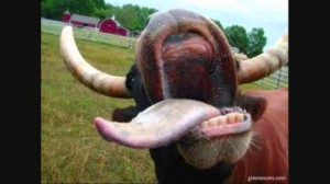 Create meme: kiss cow tongue, cow tongue photo, Bull mouth sucker