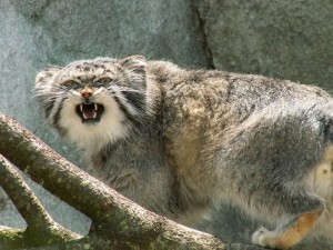 Create meme: angry manul, animal manul, cat manul