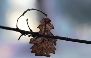 Create meme: autumn leaves, nature, leaves