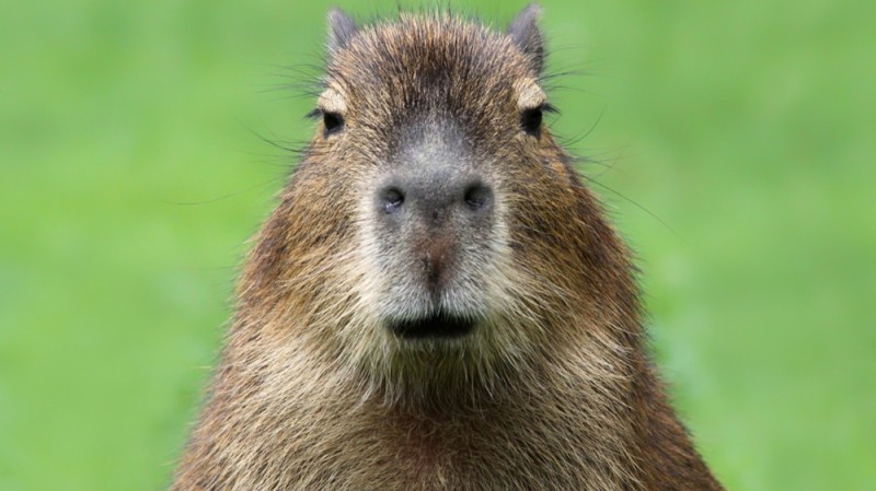 Create meme: capybara meme, a pet capybara, cute capybara