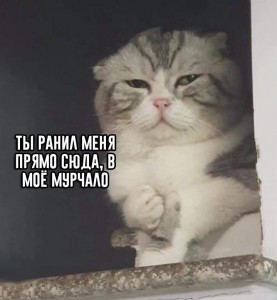 Create meme: meme of cute cat, funny cats, cat funny