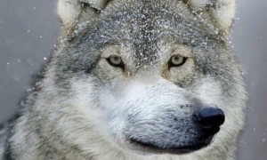 Create meme: wolf auf, wolf meme, grey wolf