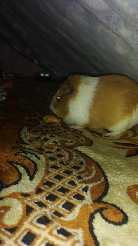 Create meme: domestic guinea pig, a guinea pig in a pet store, red guinea pig