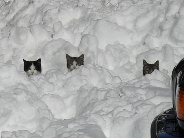 Create meme: cat in the snow , snow cat, The cat falls into a snowdrift