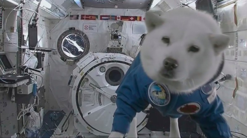 Create meme: a dog in space, A husky dog in space, laika in space