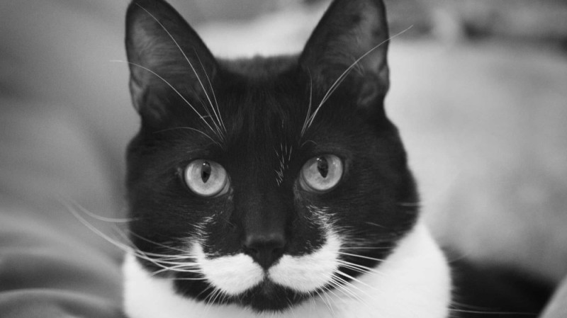 Create meme: black and white cat, cat cb, black and white cat