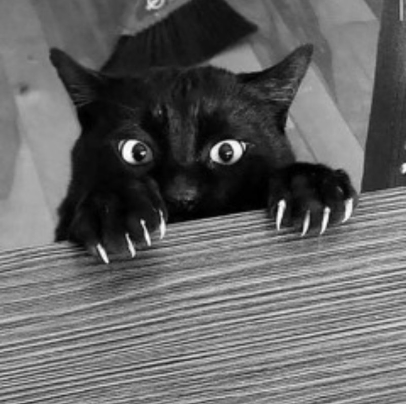 Create meme: cat black , funny black cats, black cat