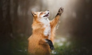 Create meme: red Fox, Fox, Fox