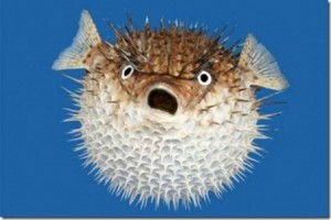 Create meme: hayvan, porcupine, the fish of the sea urchin
