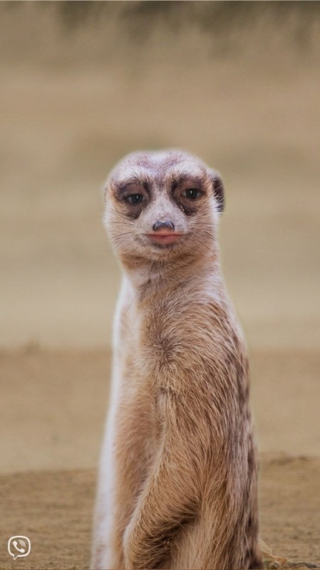 Create meme: meerkat , meerkat animal, meerkats 