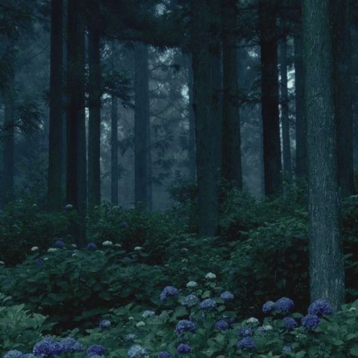 Create meme: the forest is dark, mystical forest, forest 