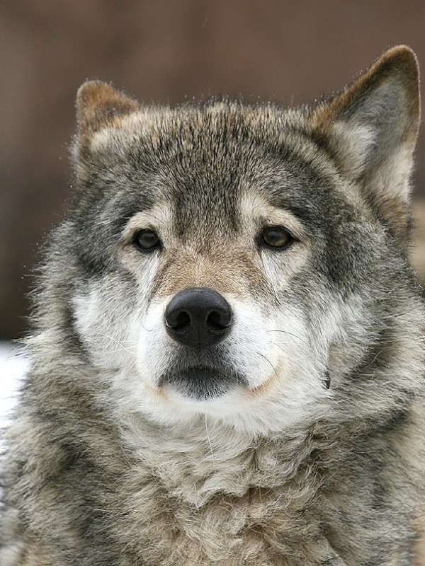 Create meme: wolf wolf, wolf animal , wolf wild