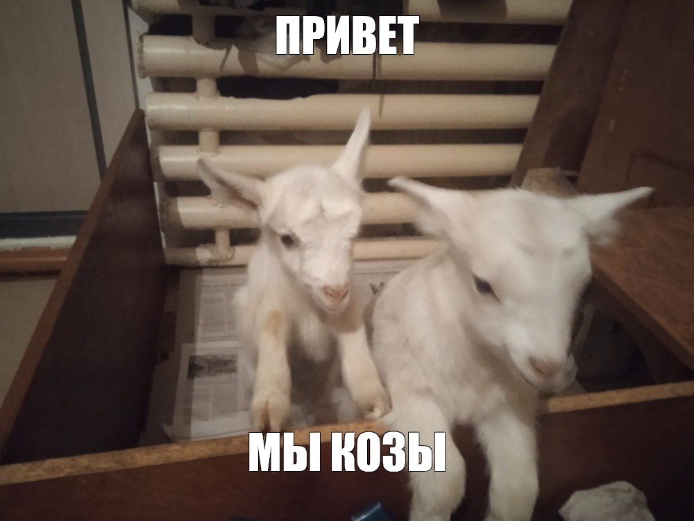 Создать мем: null