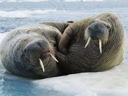 Create meme: 2 walrus