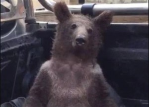 Create meme: bear bear, brown bear, bear