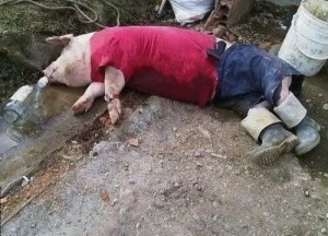 Create meme: Pig, drunk, nursing pig