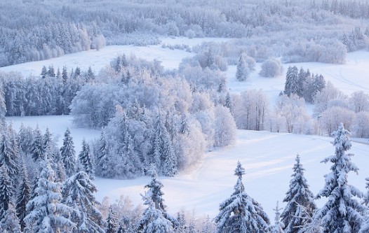Create meme: landscape winter, winter snow , winter forest 
