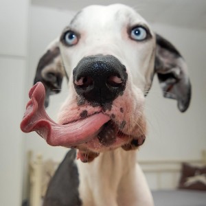 Create meme: stupid dog, pictures funny dogs great Dane, funny faces of dogs