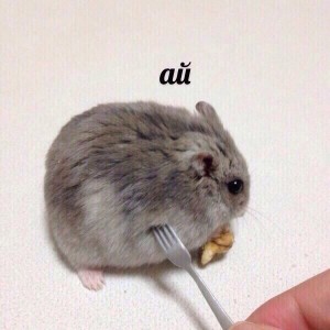 Create meme: hamsters, house pet,, a hamster with a fork