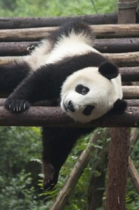 Создать мем: zoo, красная панда, панда отдыхает