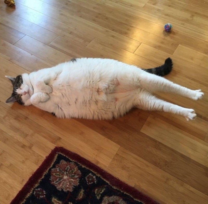 Create meme: cat , very fat cats, fat cats