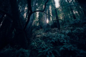 Create meme: tree moss, wild forest Wallpaper, dark forest photo