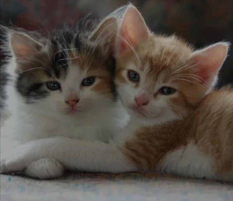 Создать мем: два милых котика, милые котики пара, милые котики