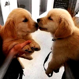 Создать мем: собака, golden retriever, puppies