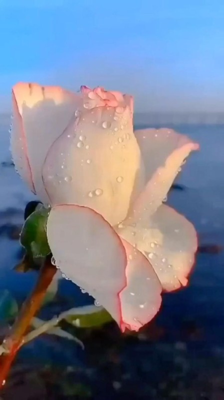 Create meme: beautiful flower, Good morning marina, flowers beautiful roses