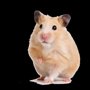 Create meme: hamster, hamster Syrian