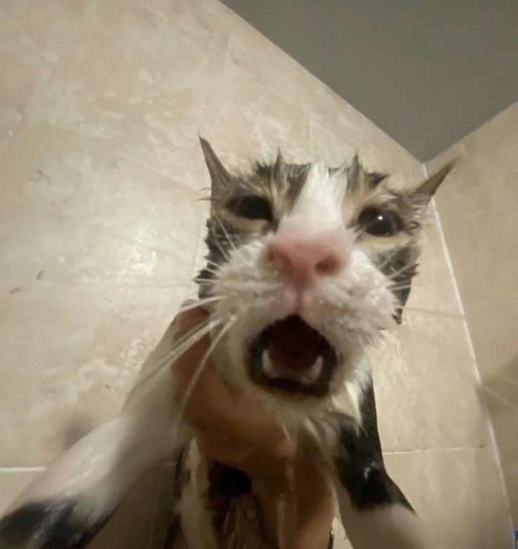 Create meme: cat , wet cat , cat 