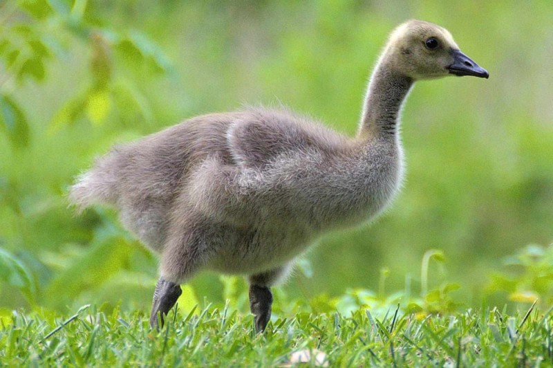 Create meme: baby goose, animals , grey goslings grown up