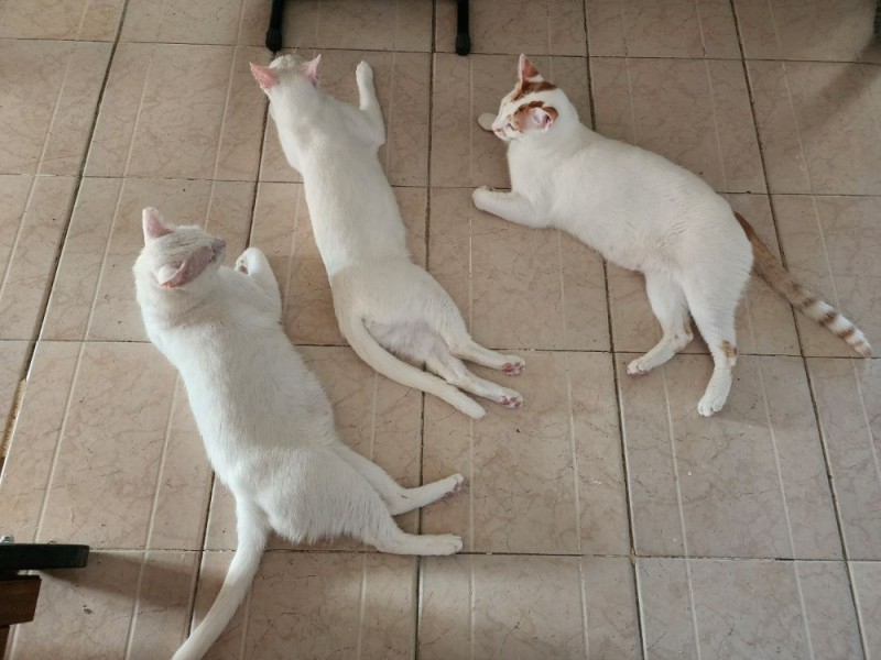 Create meme: kitty , cat , kitty white