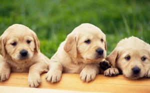 Create meme: Labrador puppies, Retriever puppy, puppies of Labrador Retriever