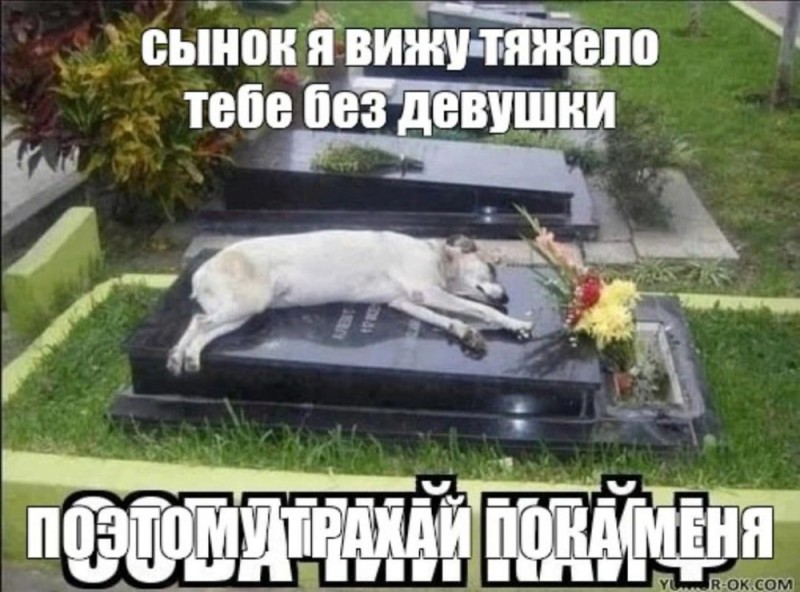 Create meme: the dog's grave, The cat's grave, The dog died