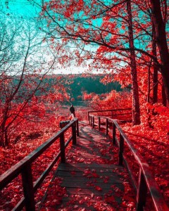 Create meme: autumn nature, autumn landscapes, autumn pictures