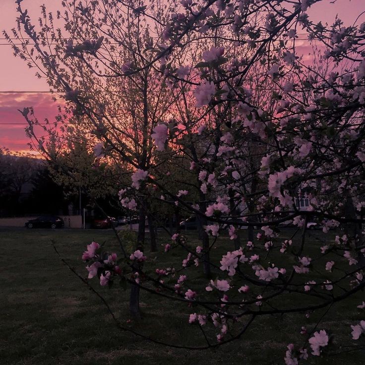 Create meme: nature aesthetics, Sakura at sunset, Sakura at dawn