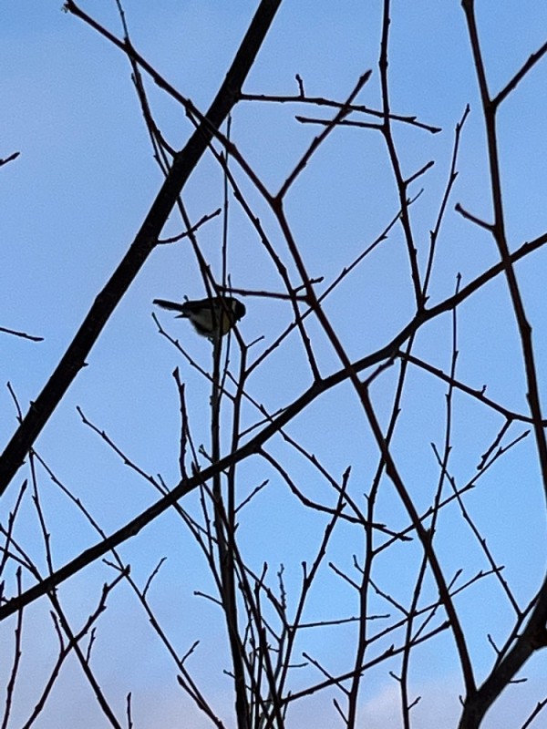 Create meme: a bird on a willow tree, tit bird, birds in March