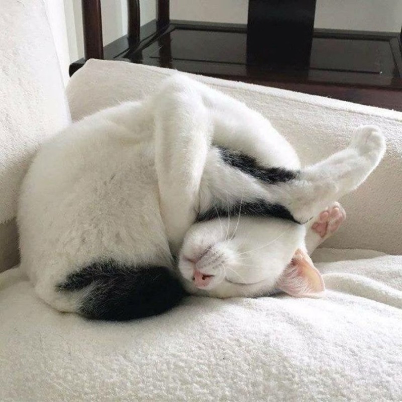 Create meme: sleeping cat , sleepy cat, sleeping animals are funny