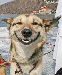 Создать мем: счастливая собака, довольный пес мем, довольный пес