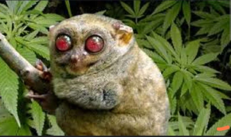 Create meme: big-eyed lemur, Sumatran tarsier, drug-addicted animals