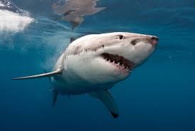 Создать мем: акулы людоеды, белая акула, акула