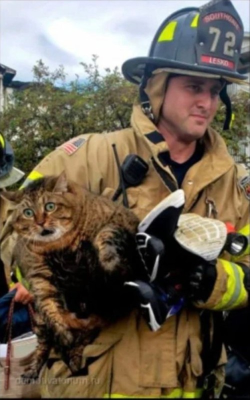 Создать мем: пожарник, домашний кот, спас кота