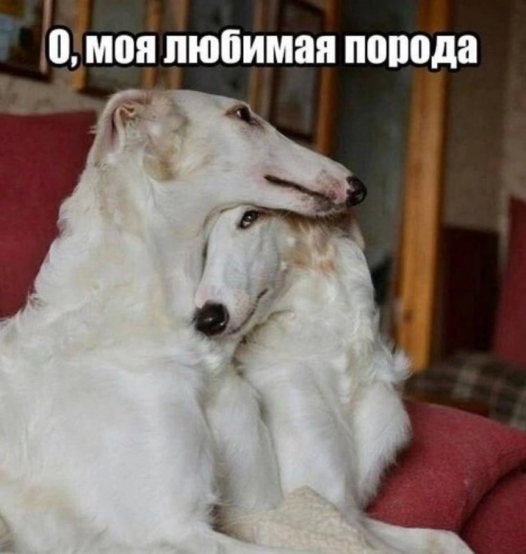 Create meme: russian greyhound puppy, greyhound dog, breed Russian greyhound