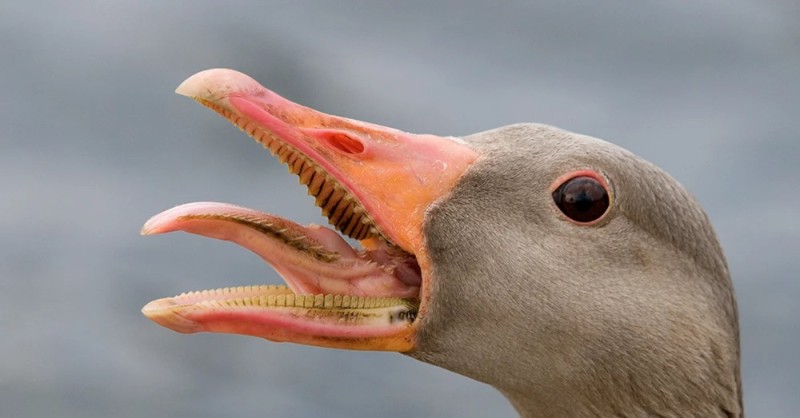 Create meme: mallard duck beak, the beak of a goose with teeth, grey goose beak