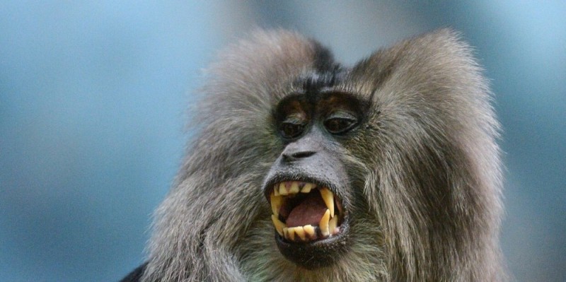 Create meme: monkey , monkey , monkey yawns